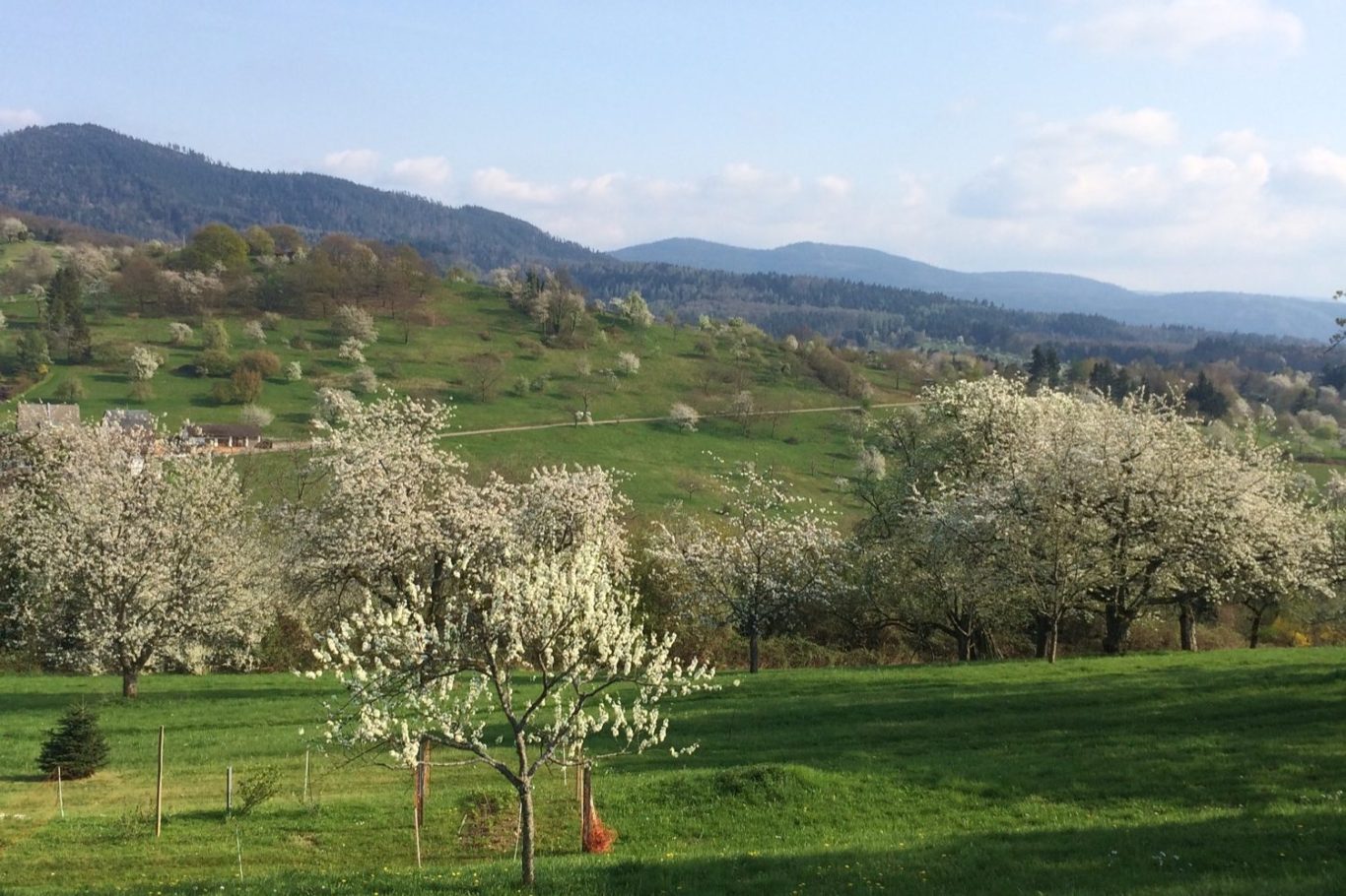 Blühende Obstbaumwiesen mit sanften Hügeln und bewölktem Himmel im Hintergrund.