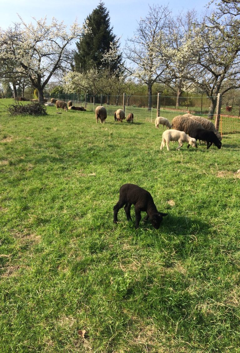 Schwarzes Zicklein grast auf einer Wiese, umgeben von Schafen und blühenden Bäumen.